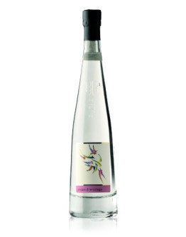 6 Grappa Teroldego -Pilzer Vitigno